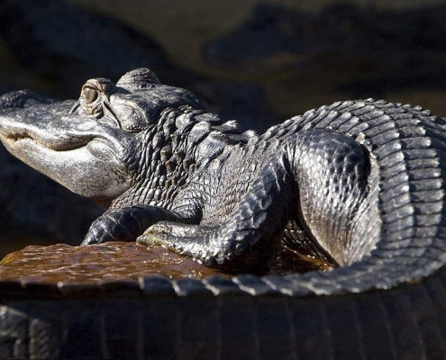 American Alligator