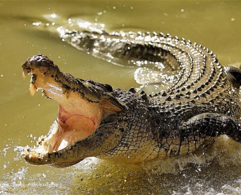 Saltwater crocodile